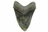 Colorful Fossil Megalodon Tooth - South Carolina #353105-2